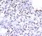 Structural Maintenance Of Chromosomes 1A antibody, MBS2526934, MyBioSource, Immunohistochemistry paraffin image 