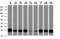 Joining Chain Of Multimeric IgA And IgM antibody, M02644, Boster Biological Technology, Western Blot image 