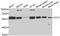 Chaperonin Containing TCP1 Subunit 2 antibody, orb247487, Biorbyt, Western Blot image 