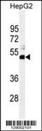 Speedy/RINGO Cell Cycle Regulator Family Member E1 antibody, 55-768, ProSci, Western Blot image 