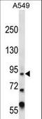 Zinc Finger Protein Y-Linked antibody, LS-C160784, Lifespan Biosciences, Western Blot image 