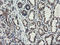 Acyl-CoA Binding Domain Containing 3 antibody, TA504836, Origene, Immunohistochemistry frozen image 