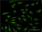 ATPase H+ Transporting V1 Subunit E1 antibody, LS-B12229, Lifespan Biosciences, Immunofluorescence image 