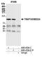 Mediator Complex Subunit 24 antibody, A301-472A, Bethyl Labs, Immunoprecipitation image 