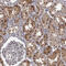 Proteasome subunit beta type-2 antibody, HPA026324, Atlas Antibodies, Immunohistochemistry paraffin image 