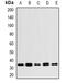 Protein Wnt-4 antibody, abx142310, Abbexa, Western Blot image 