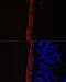 Myosin Light Chain 9 antibody, 18-915, ProSci, Immunofluorescence image 
