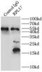 Ribosomal Protein L17 antibody, FNab07416, FineTest, Immunoprecipitation image 