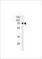 Netrin 1 antibody, TA325129, Origene, Western Blot image 