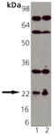 Ras-related protein Rap-1A antibody, ADI-KAP-GP126-F, Enzo Life Sciences, Western Blot image 
