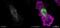 Integrin Subunit Alpha 9 antibody, NBP2-16972, Novus Biologicals, Immunofluorescence image 