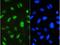 Signal Transducer And Activator Of Transcription 1 antibody, A00036-2, Boster Biological Technology, Immunofluorescence image 