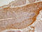 Sonic hedgehog protein antibody, AF445, R&D Systems, Immunohistochemistry frozen image 