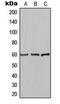 Akt antibody, LS-C354245, Lifespan Biosciences, Western Blot image 