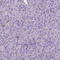 CD14 antibody, AMAb90897, Atlas Antibodies, Immunohistochemistry frozen image 
