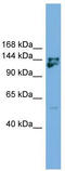 MYB Binding Protein 1a antibody, TA342320, Origene, Western Blot image 