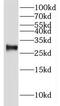 Isoamyl Acetate Hydrolyzing Esterase 1 (Putative) antibody, FNab04094, FineTest, Western Blot image 