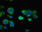 Nuclear RNA Export Factor 5 antibody, CSB-PA016223LA01HU, Cusabio, Immunofluorescence image 