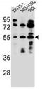 Fucosyltransferase 9 antibody, AP51740PU-N, Origene, Western Blot image 