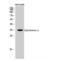 Cytochrome C1 antibody, LS-C383049, Lifespan Biosciences, Western Blot image 