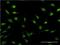 Proteasome 20S C2 antibody, H00005682-M02, Novus Biologicals, Immunofluorescence image 
