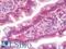 PYD And CARD Domain Containing antibody, LS-B9615, Lifespan Biosciences, Immunohistochemistry frozen image 