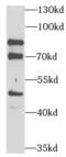Peroxisomal targeting signal 1 receptor antibody, FNab06331, FineTest, Western Blot image 