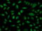 2-Oxoglutarate And Iron Dependent Oxygenase Domain Containing 1 antibody, M09074-1, Boster Biological Technology, Immunofluorescence image 