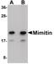 Mimitin, mitochondrial antibody, PA5-20831, Invitrogen Antibodies, Western Blot image 