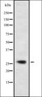 CD302 antigen antibody, orb378269, Biorbyt, Western Blot image 