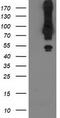 E3 ubiquitin-protein ligase MGRN1 antibody, CF502684, Origene, Western Blot image 