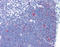 Cyclin Dependent Kinase 1 antibody, ADI-905-777-100, Enzo Life Sciences, Immunohistochemistry frozen image 