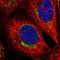 Caspase 9 antibody, HPA001473, Atlas Antibodies, Immunofluorescence image 