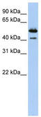 Deoxyribonuclease 2 Beta antibody, TA329460, Origene, Western Blot image 