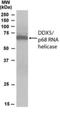 DEAD-Box Helicase 5 antibody, NB100-1410, Novus Biologicals, Western Blot image 