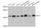 PIN1 antibody, orb48491, Biorbyt, Western Blot image 