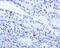 Immunoglobulin Heavy Constant Gamma 2 (G2m Marker) antibody, ab134050, Abcam, Immunohistochemistry paraffin image 