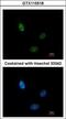 Polyribonucleotide 5 -hydroxyl-kinase Clp1 antibody, GTX115518, GeneTex, Immunofluorescence image 