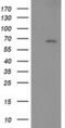 SH2B adapter protein 3 antibody, MA5-25521, Invitrogen Antibodies, Western Blot image 