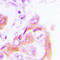 Protein Kinase AMP-Activated Non-Catalytic Subunit Beta 1 antibody, LS-C352700, Lifespan Biosciences, Immunohistochemistry frozen image 