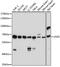 Cyclic GMP-AMP Synthase antibody, GTX02874, GeneTex, Western Blot image 