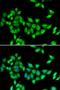 Kinesin Family Member 3A antibody, orb247542, Biorbyt, Immunofluorescence image 
