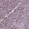 Family With Sequence Similarity 43 Member A antibody, NBP2-31914, Novus Biologicals, Immunohistochemistry frozen image 