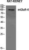 Metabotropic glutamate receptor 4 antibody, PA5-50999, Invitrogen Antibodies, Western Blot image 