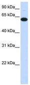 F-Box Protein 24 antibody, TA330493, Origene, Western Blot image 