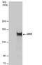 Isoleucyl-tRNA synthetase, cytoplasmic antibody, PA5-78012, Invitrogen Antibodies, Immunoprecipitation image 