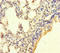 Protein O-Mannose Kinase antibody, LS-C397462, Lifespan Biosciences, Immunohistochemistry paraffin image 