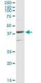 Par-6 Family Cell Polarity Regulator Beta antibody, H00084612-D01P, Novus Biologicals, Western Blot image 