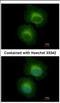 2'-5'-Oligoadenylate Synthetase Like antibody, NBP2-19618, Novus Biologicals, Immunofluorescence image 