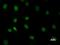 Pre-mRNA-splicing factor ATP-dependent RNA helicase PRP16 antibody, LS-C342438, Lifespan Biosciences, Immunofluorescence image 